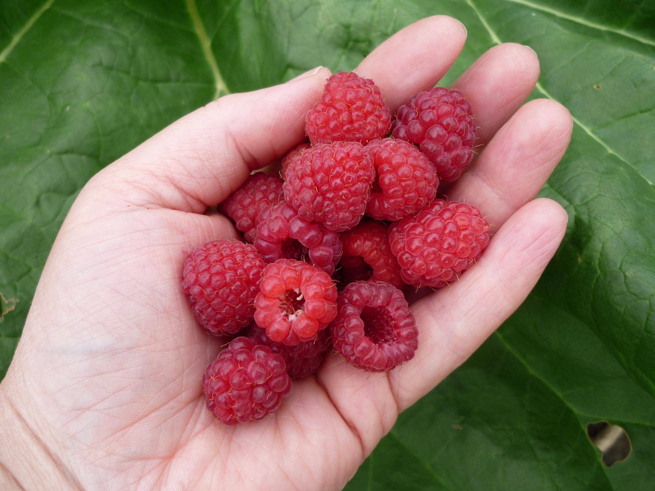 hand-nature-plant-raspberry-fruit-berry-971580-pxhere.com_